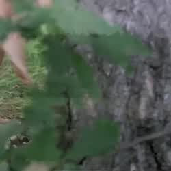 Nude Topless Spy Short Video #4649 video thumbnail